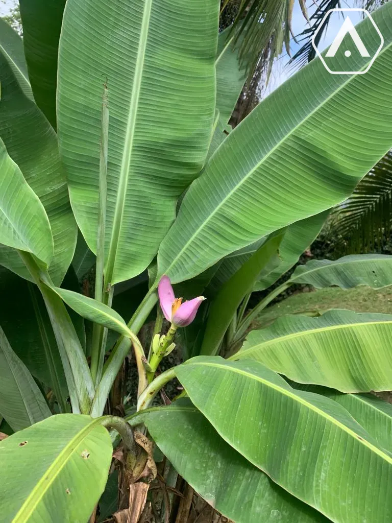 Imagens do imóveis CHÁCARA EM  MAIRIPORÃ- VENDA
