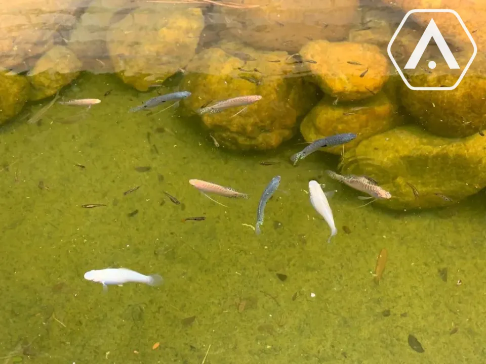 Imagens do imóveis CHÁCARA EM  MAIRIPORÃ- VENDA