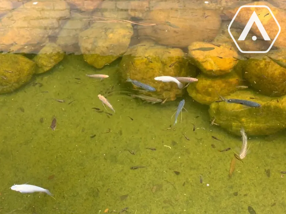 Imagens do imóveis CHÁCARA EM  MAIRIPORÃ- VENDA