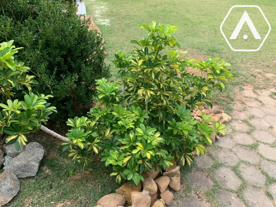 Imagens do imóveis CHÁCARA EM  MAIRIPORÃ- VENDA