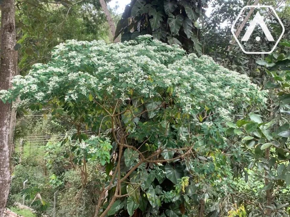 Imagens do imóveis CHÁCARA EM  MAIRIPORÃ- VENDA