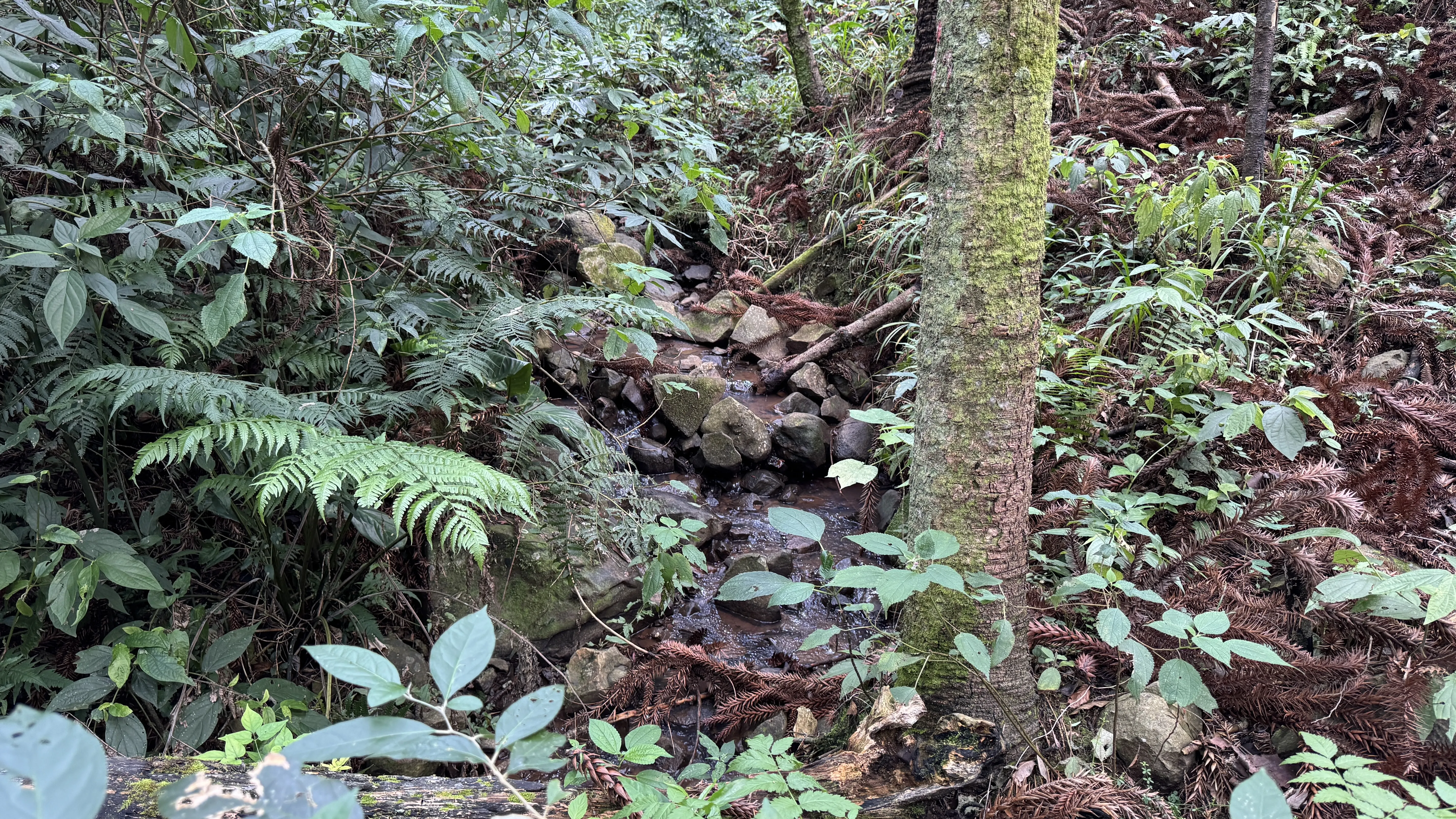 Área de terra com açudes e riacho à venda em Morro Reuter-RS