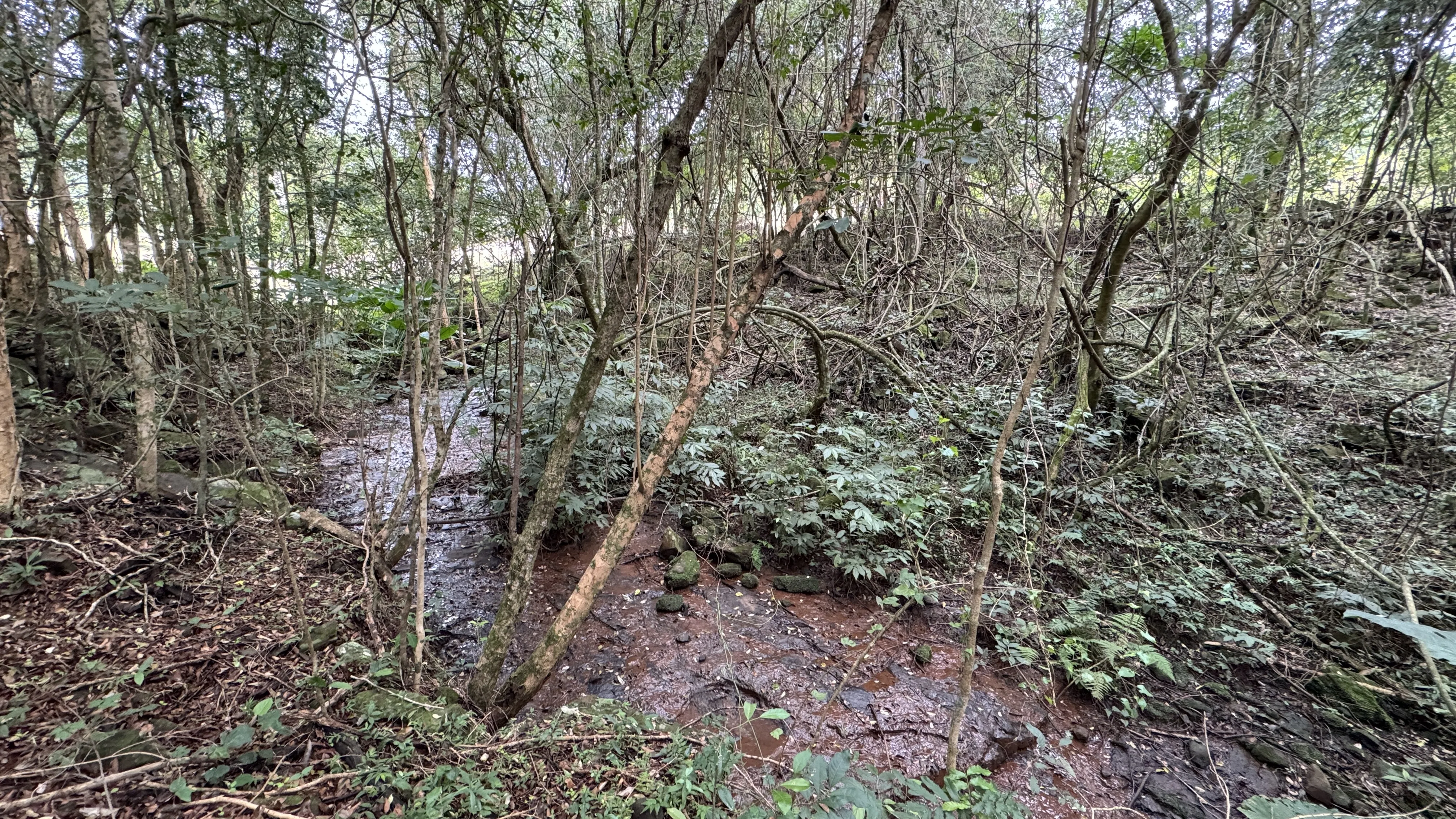 Área de terra com riacho à venda em Morro Reuter-RS