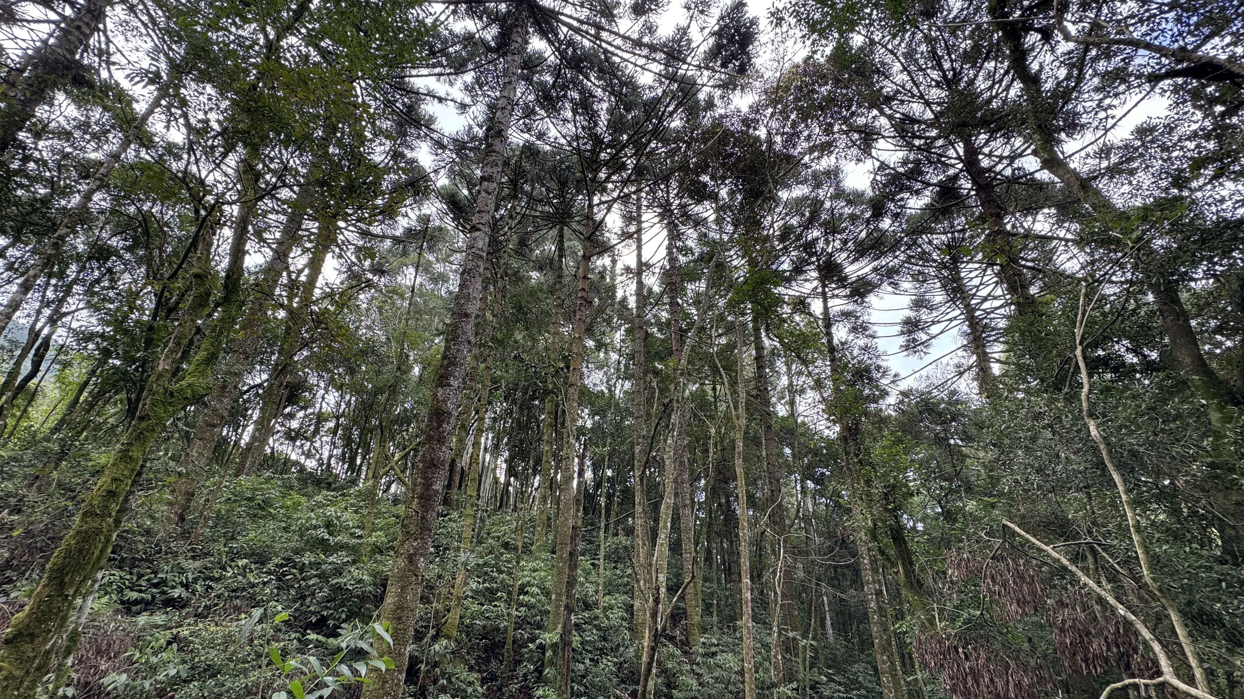Área de terra com açudes e riacho à venda em Morro Reuter-RS