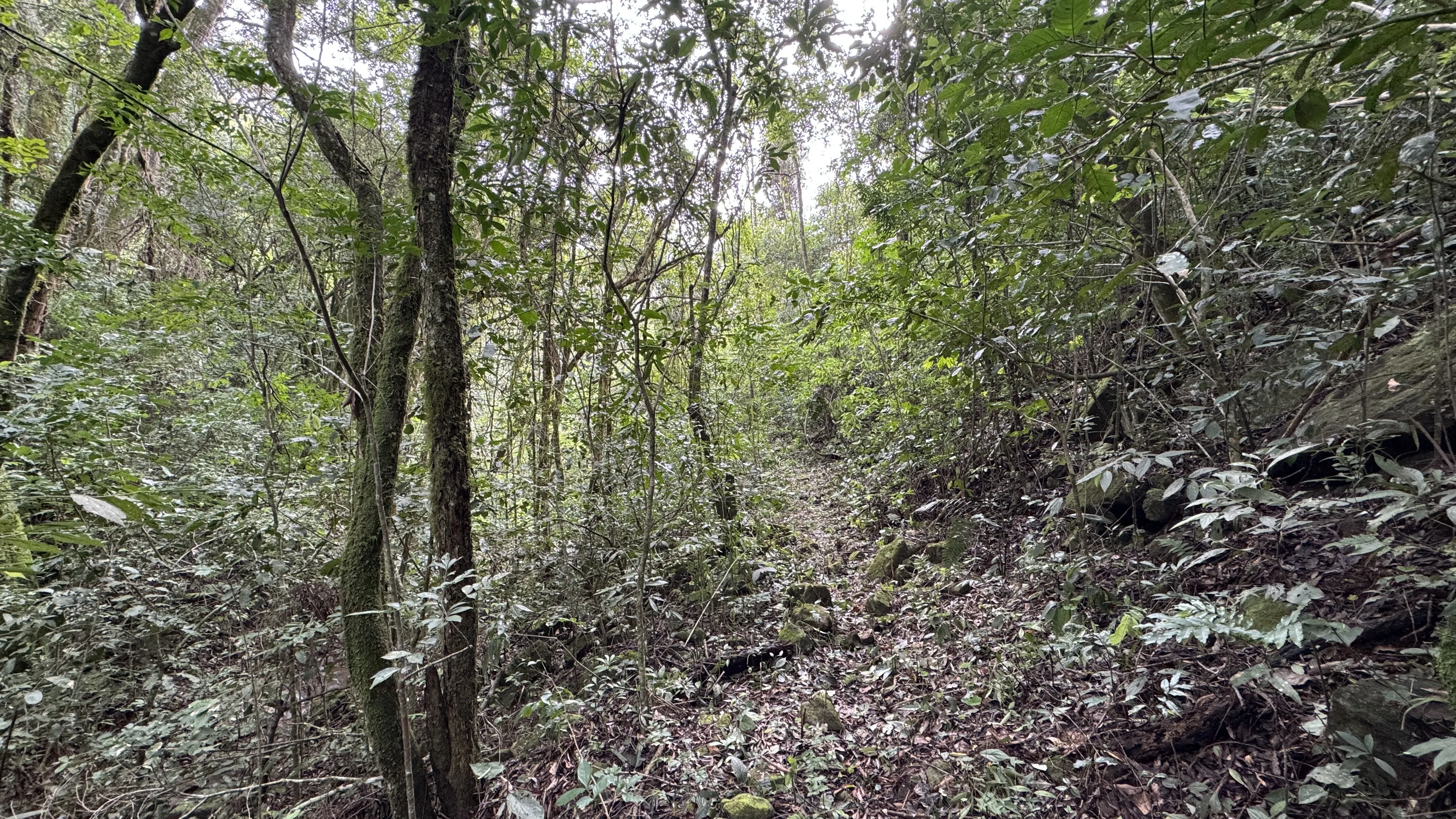 Área de terra com riacho à venda em Morro Reuter-RS