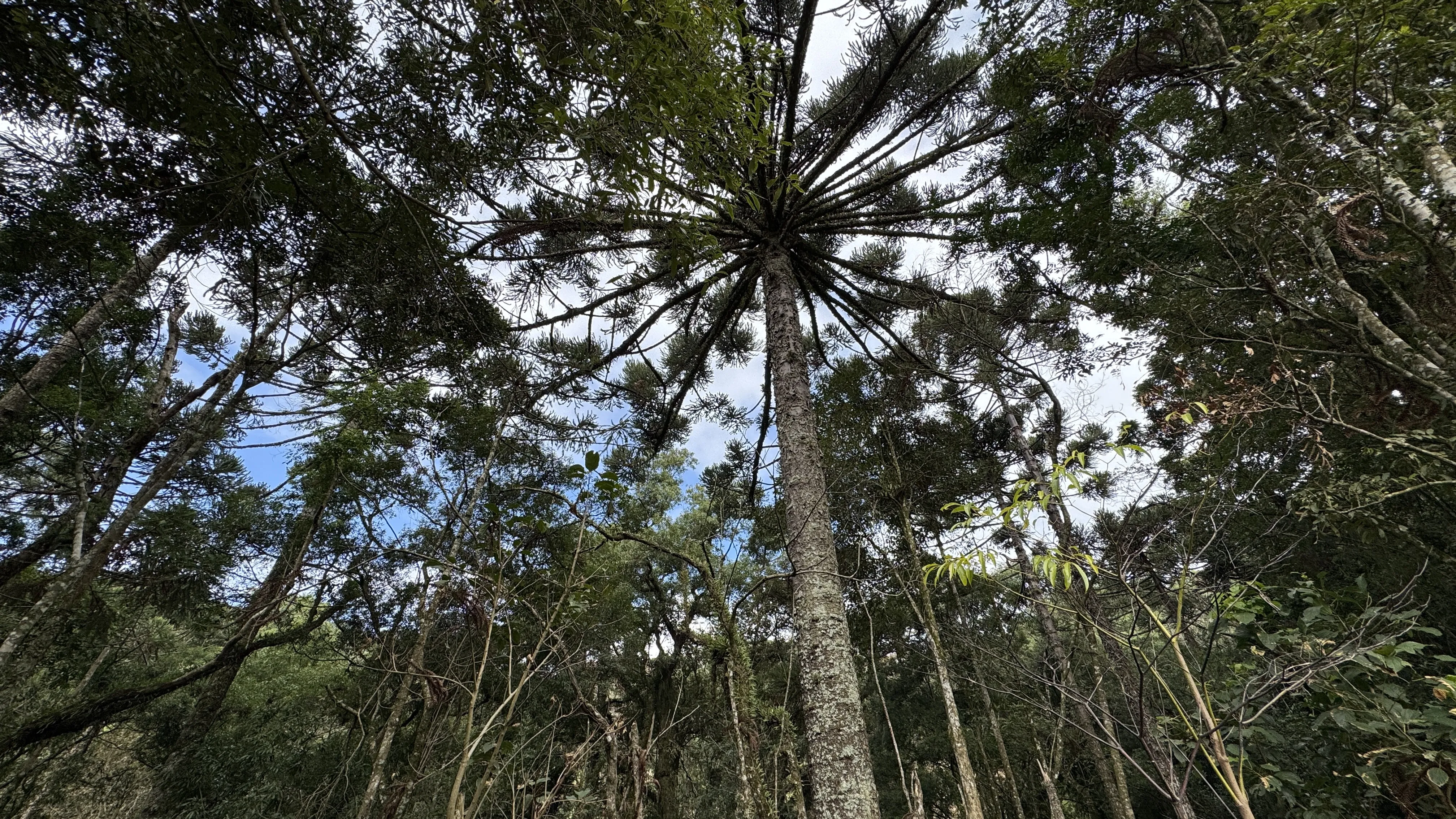 Área de terra com açudes e riacho à venda em Morro Reuter-RS