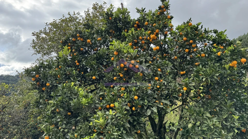 Área de terra com vista e vertente à venda em Morro Reuter-RS