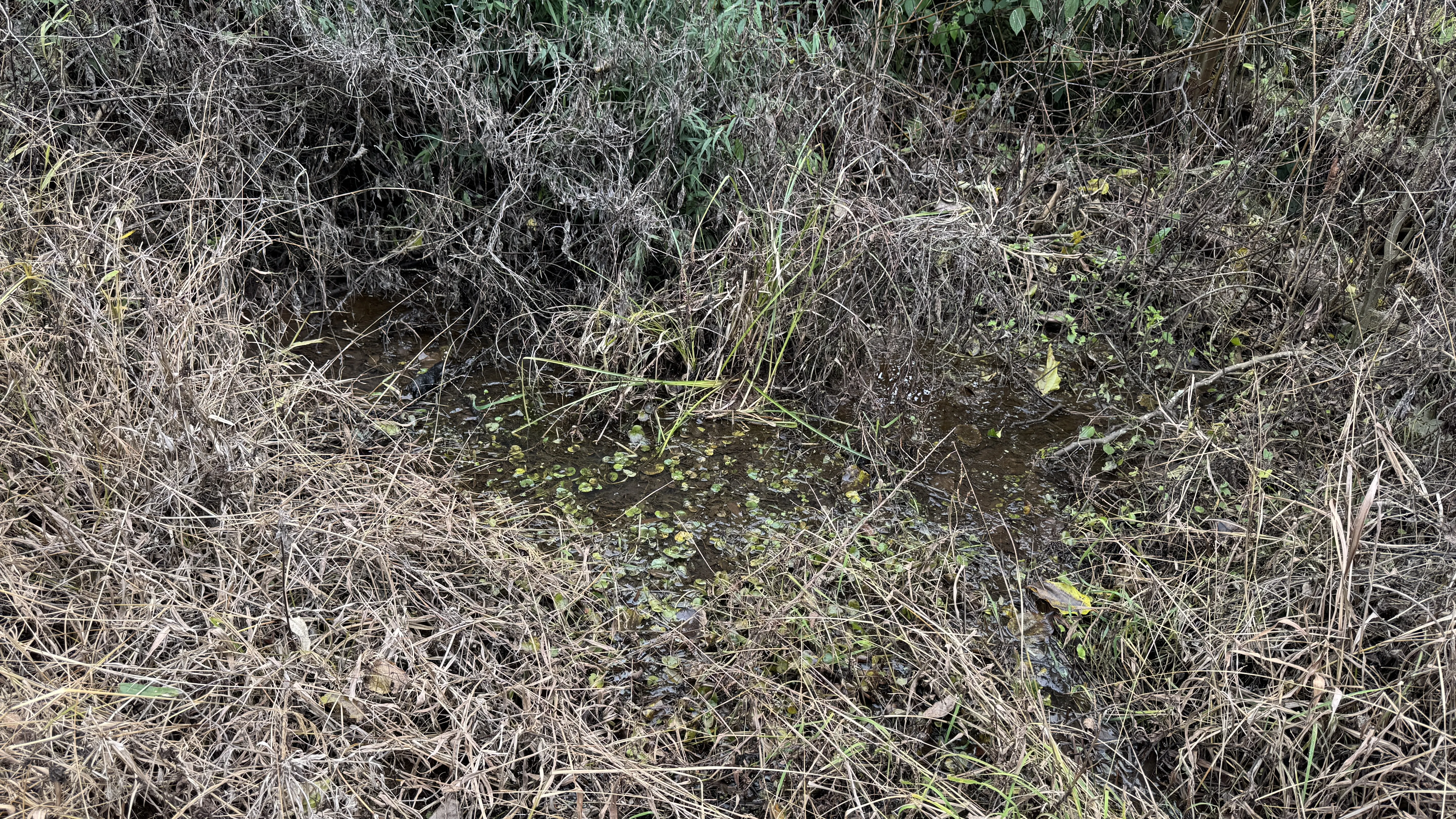 Área de terra com açudes e riacho à venda em Morro Reuter-RS