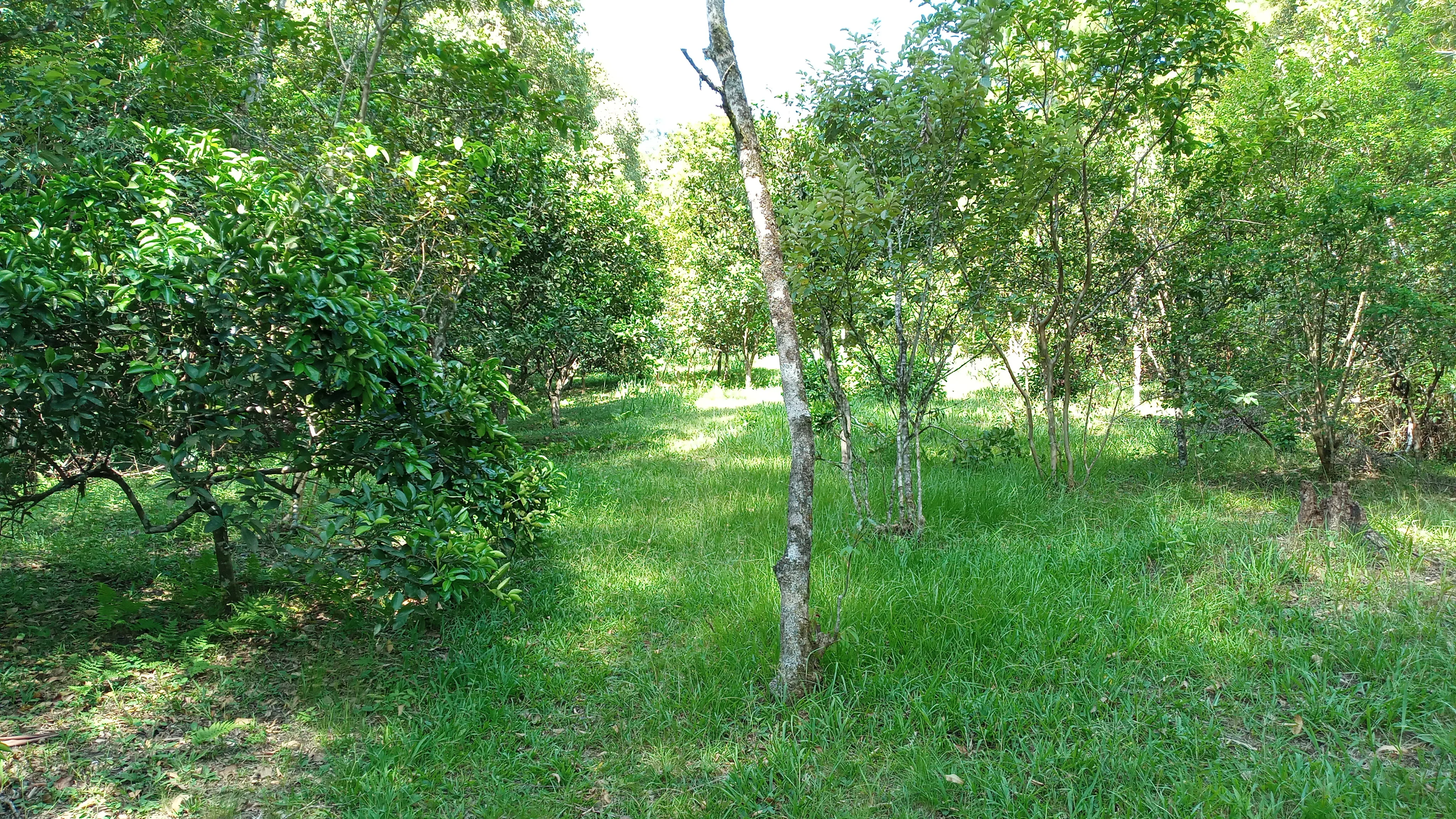 Sítio com arroio em Picada Café na Serra Gaúcha