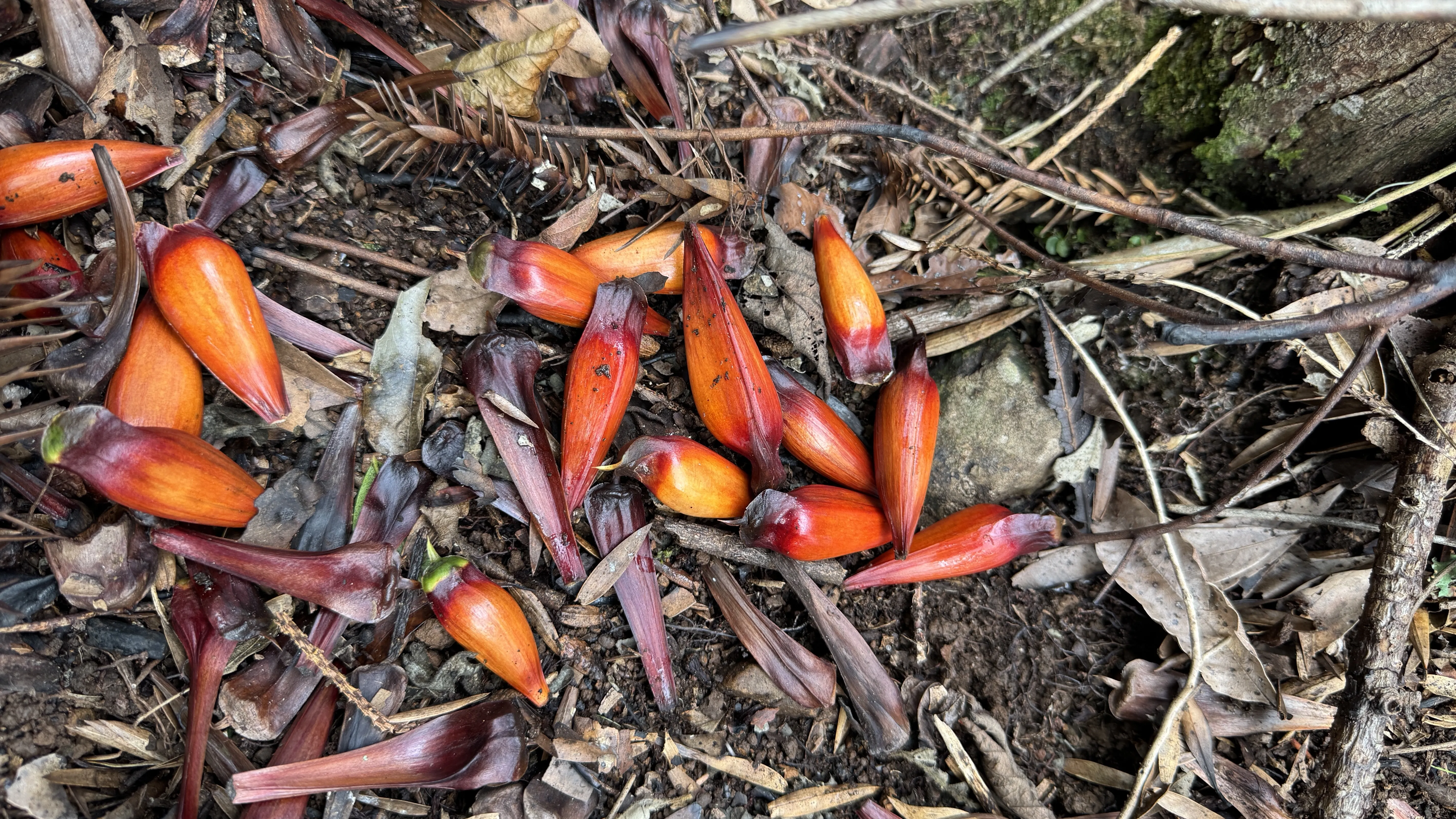 Área de terra com açudes e riacho à venda em Morro Reuter-RS