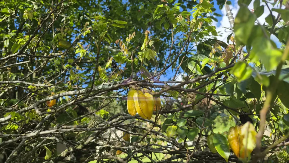 Imagens do imóveis Casa com 4 quartos para locação, na cidade de Nova Petrópolis, na Serra Gaúcha