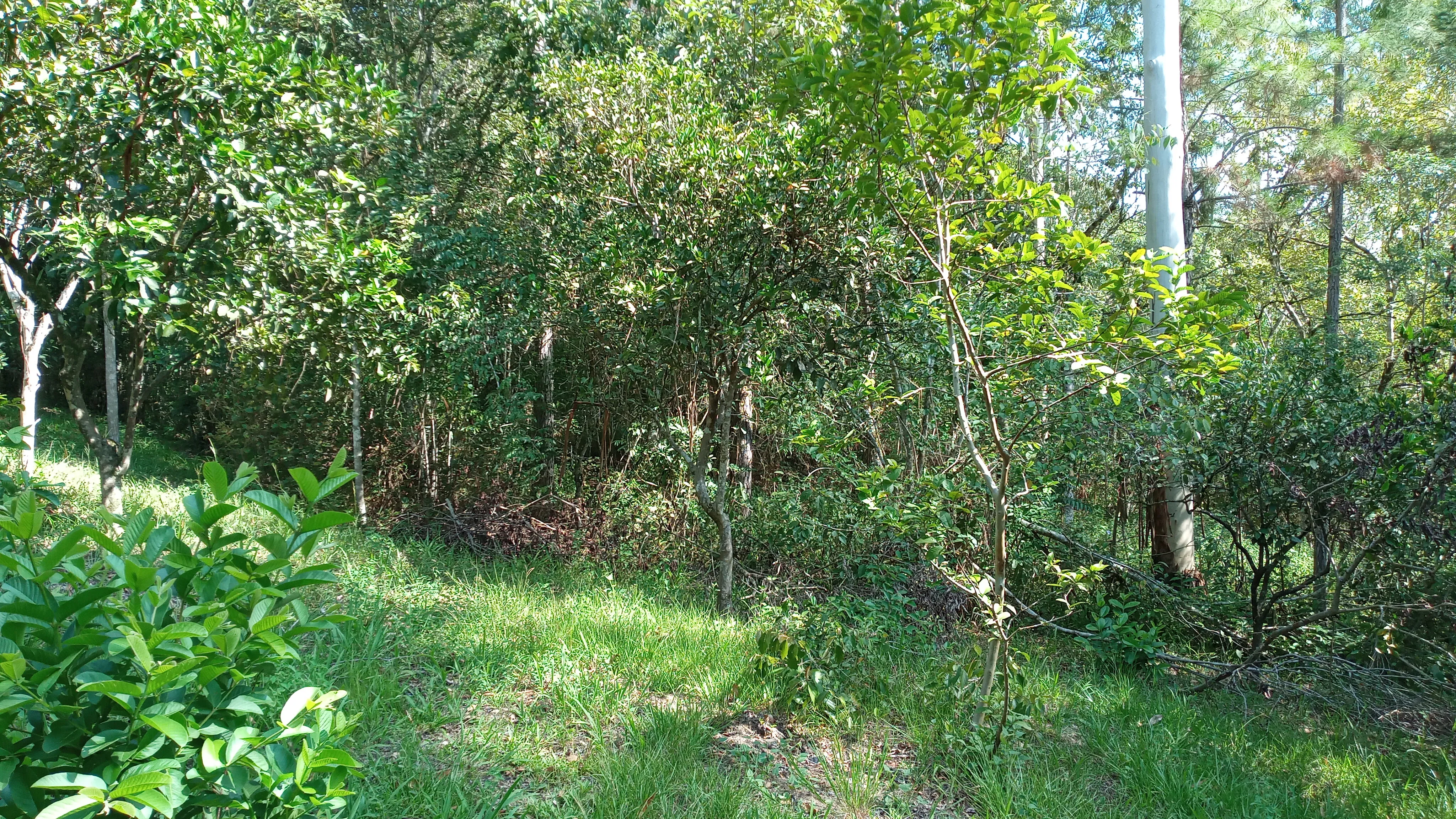Sítio com arroio em Picada Café na Serra Gaúcha