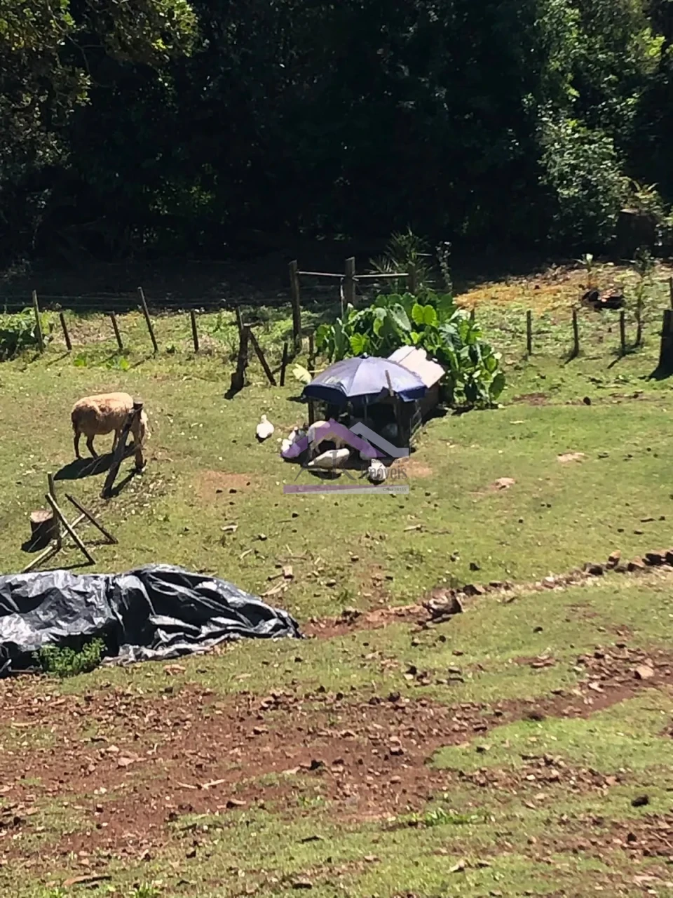 Imagens do imóveis Excelente sítio com casa enxaimel e açude à venda em Picada Café na Serra Gaúcha