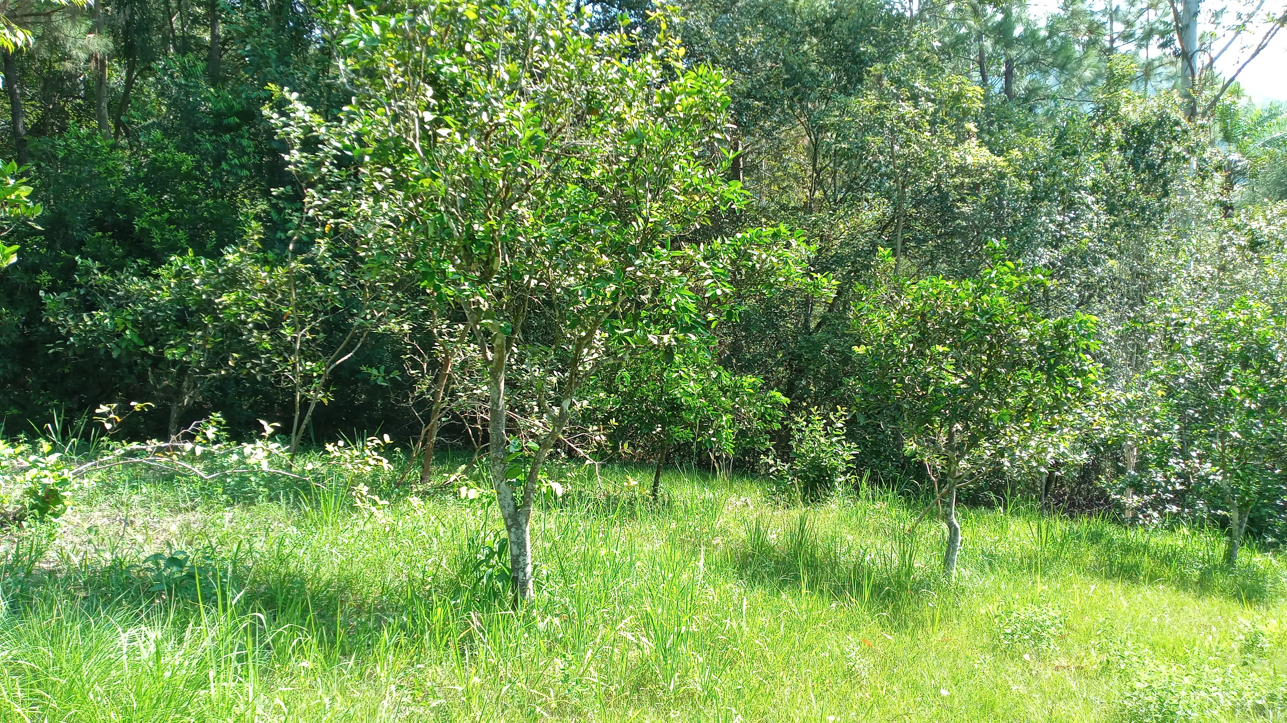 Sítio com arroio em Picada Café na Serra Gaúcha