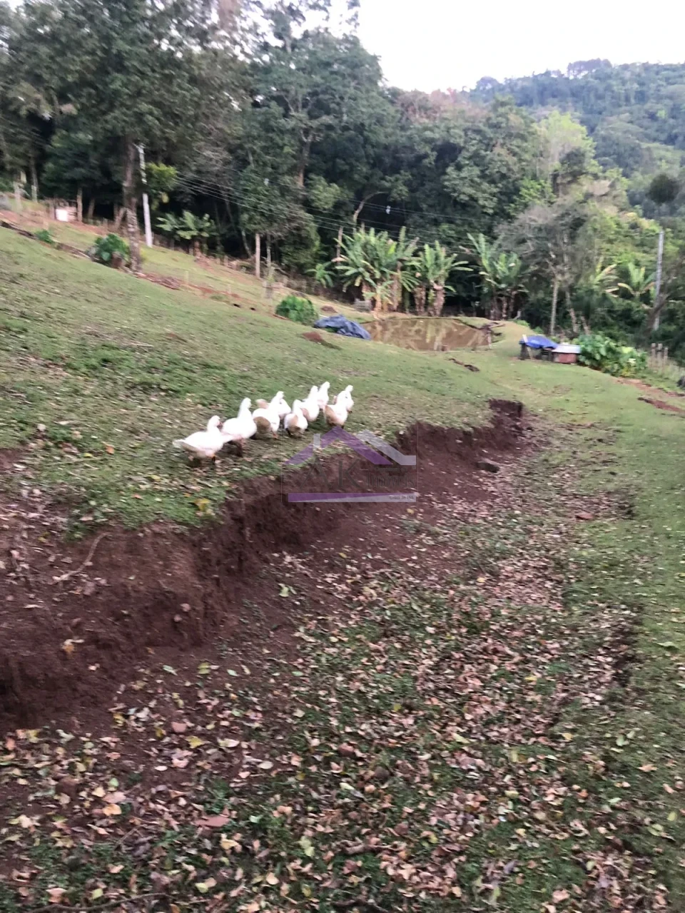 Imagens do imóveis Excelente sítio com casa enxaimel e açude à venda em Picada Café na Serra Gaúcha