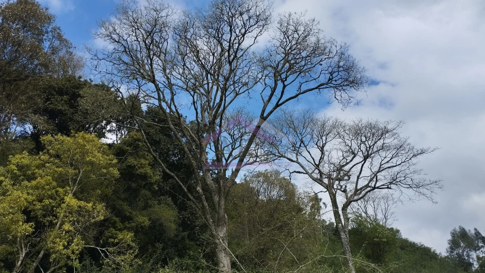 Imagens do imóveis Área de terra com vista panorâmica à venda próxima ao centro de Picada Café na Serra Gaúcha