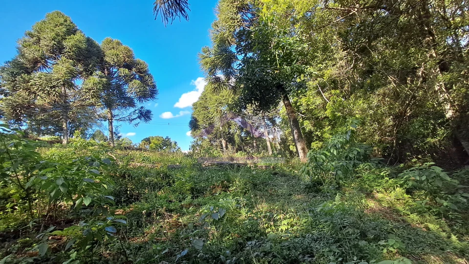 Excelente área de terra com ótima localizaçao à venda em Nova Petrópolis