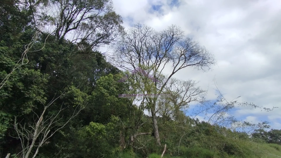 Imagens do imóveis Área de terra com vista panorâmica à venda próxima ao centro de Picada Café na Serra Gaúcha