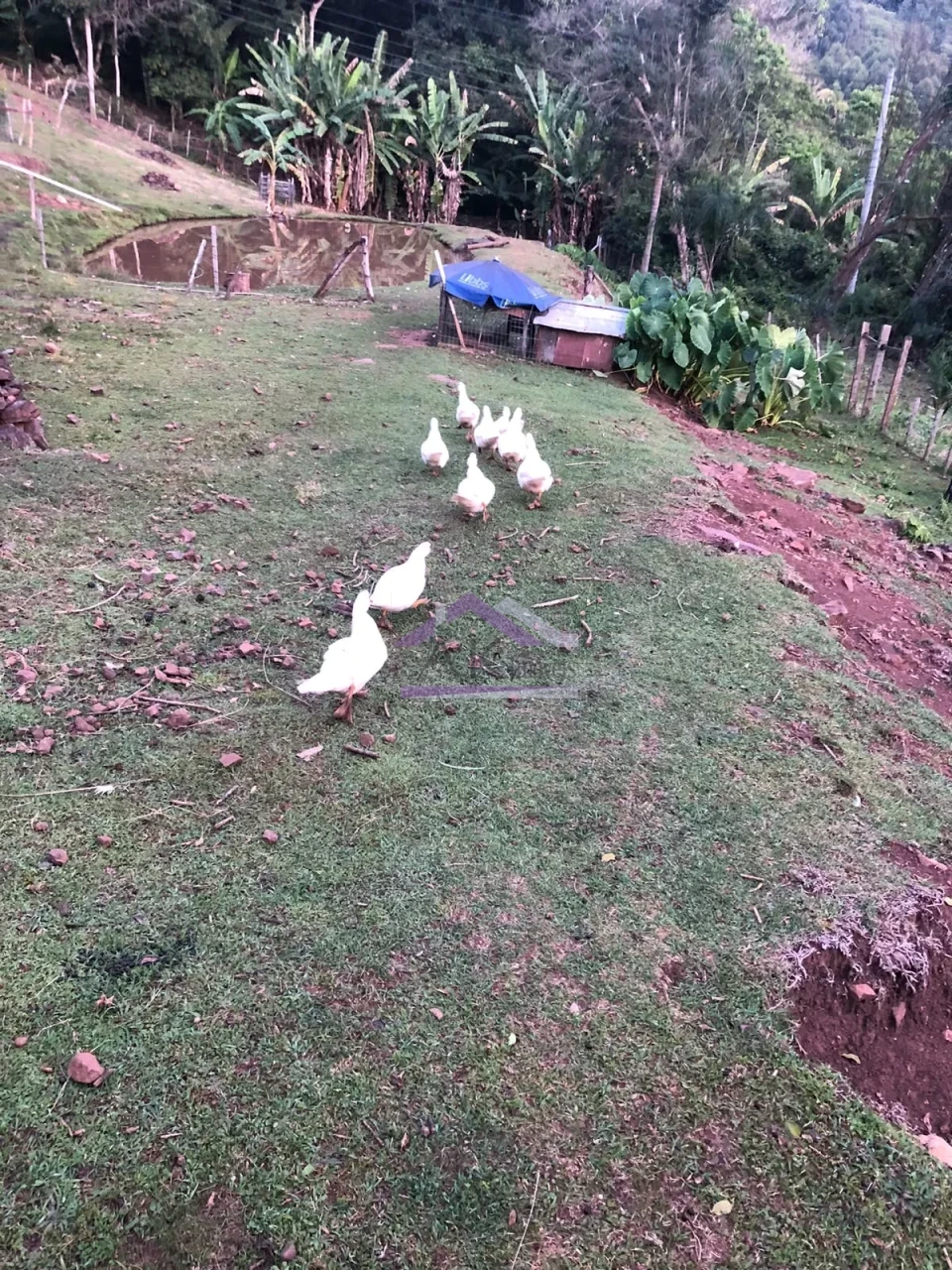 Imagens do imóveis Excelente sítio com casa enxaimel e açude à venda em Picada Café na Serra Gaúcha