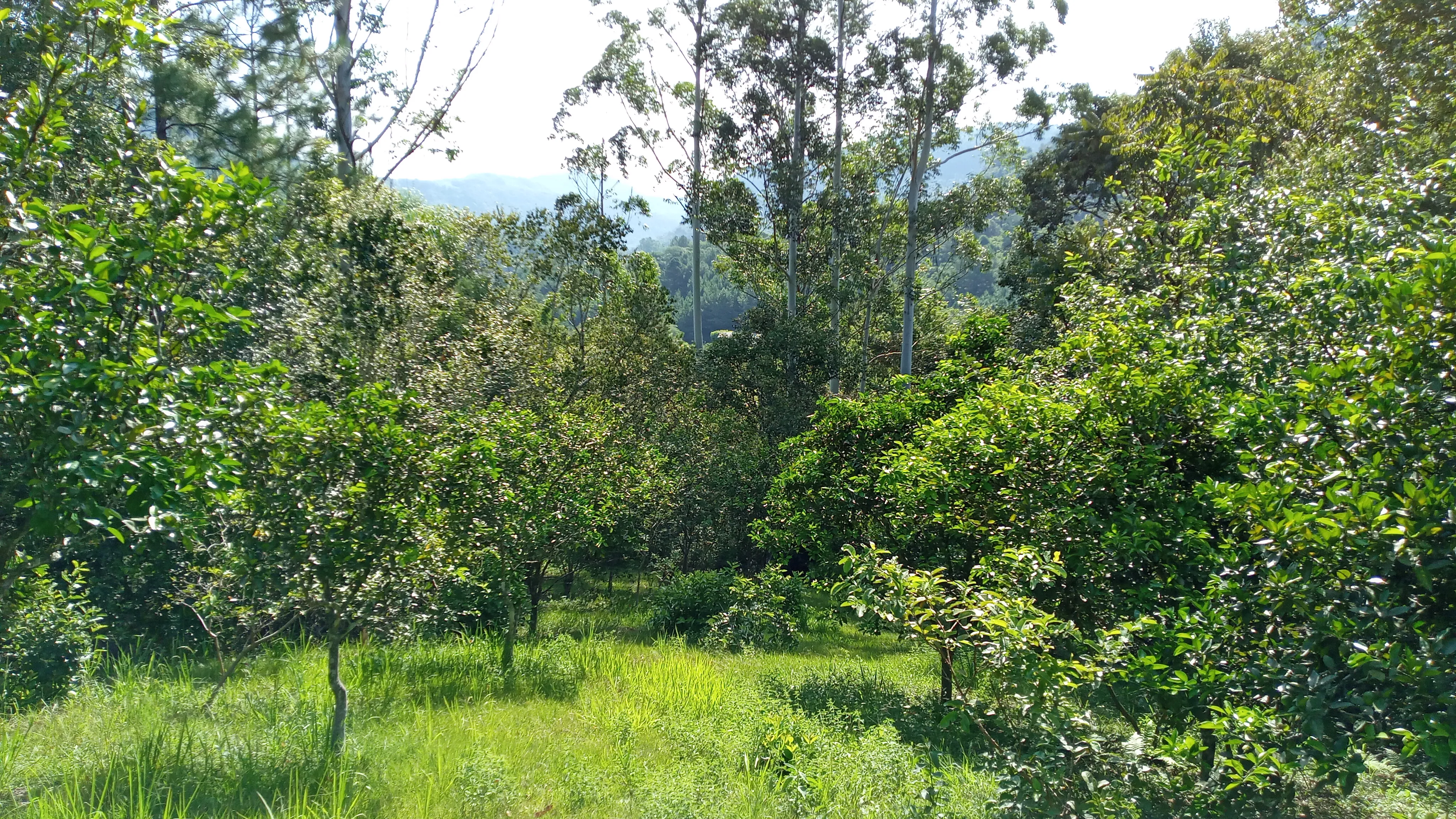 Sítio com arroio em Picada Café na Serra Gaúcha