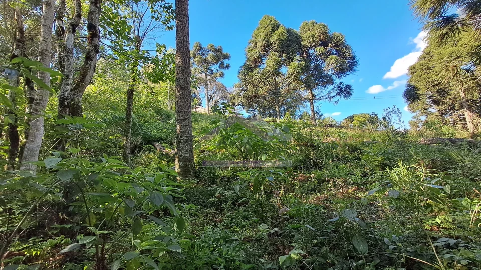 Excelente área de terra com ótima localizaçao à venda em Nova Petrópolis