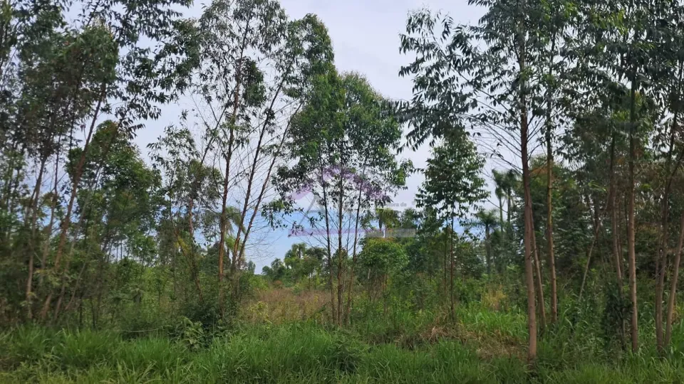 Imagens do imóveis Área de terra com 3 hectares e riacho à venda em Presidente Lucena