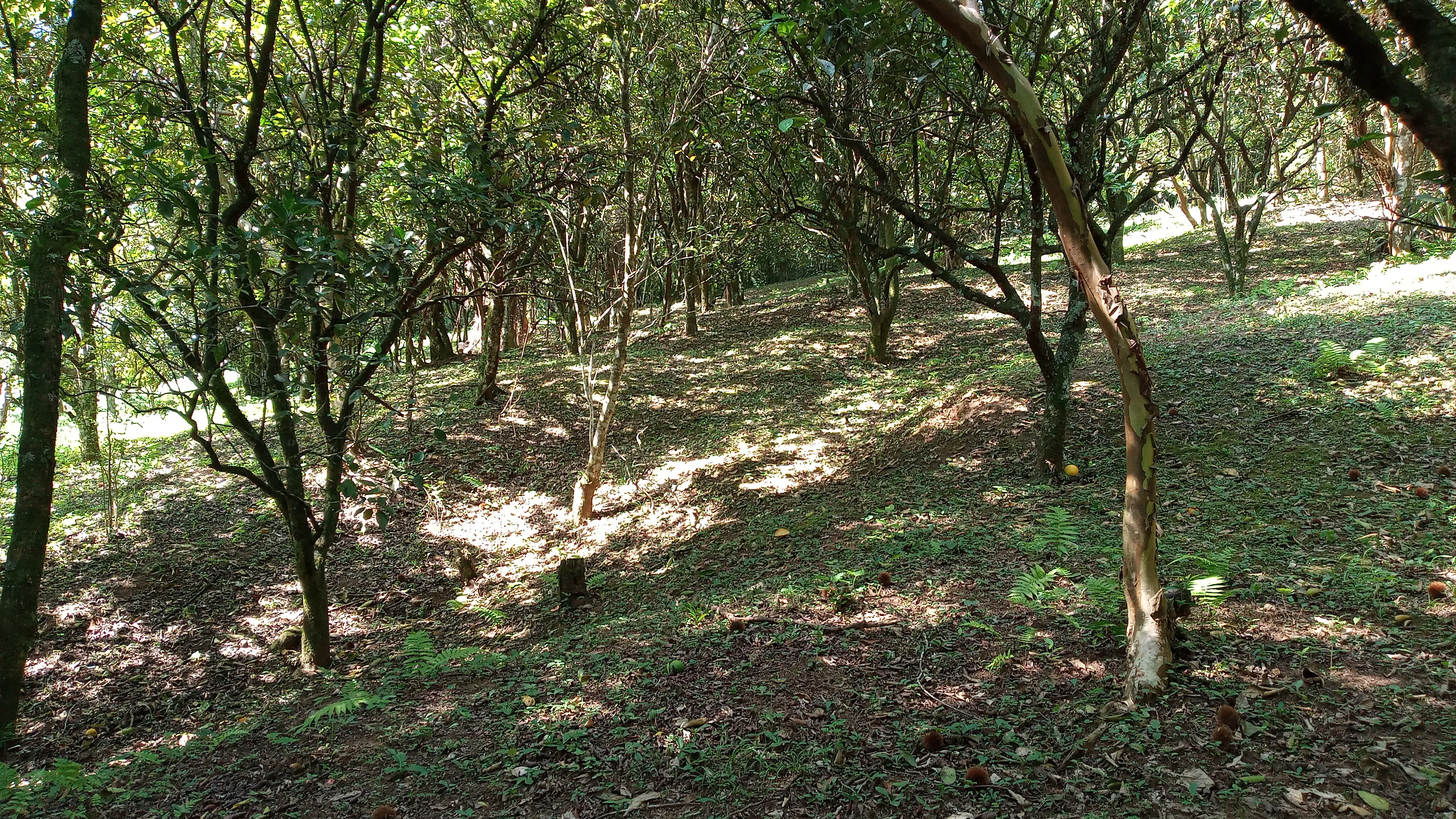 Sítio com arroio em Picada Café na Serra Gaúcha