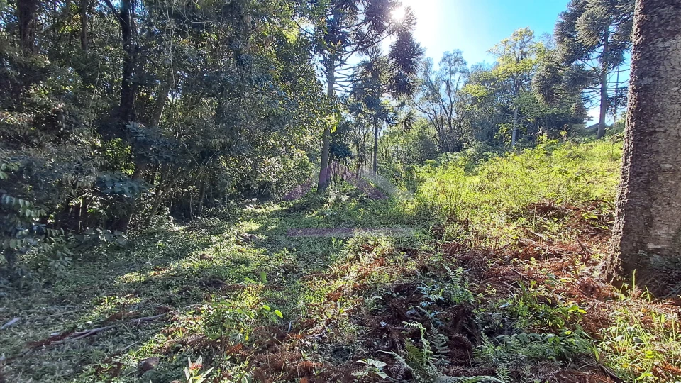 Excelente área de terra com ótima localizaçao à venda em Nova Petrópolis