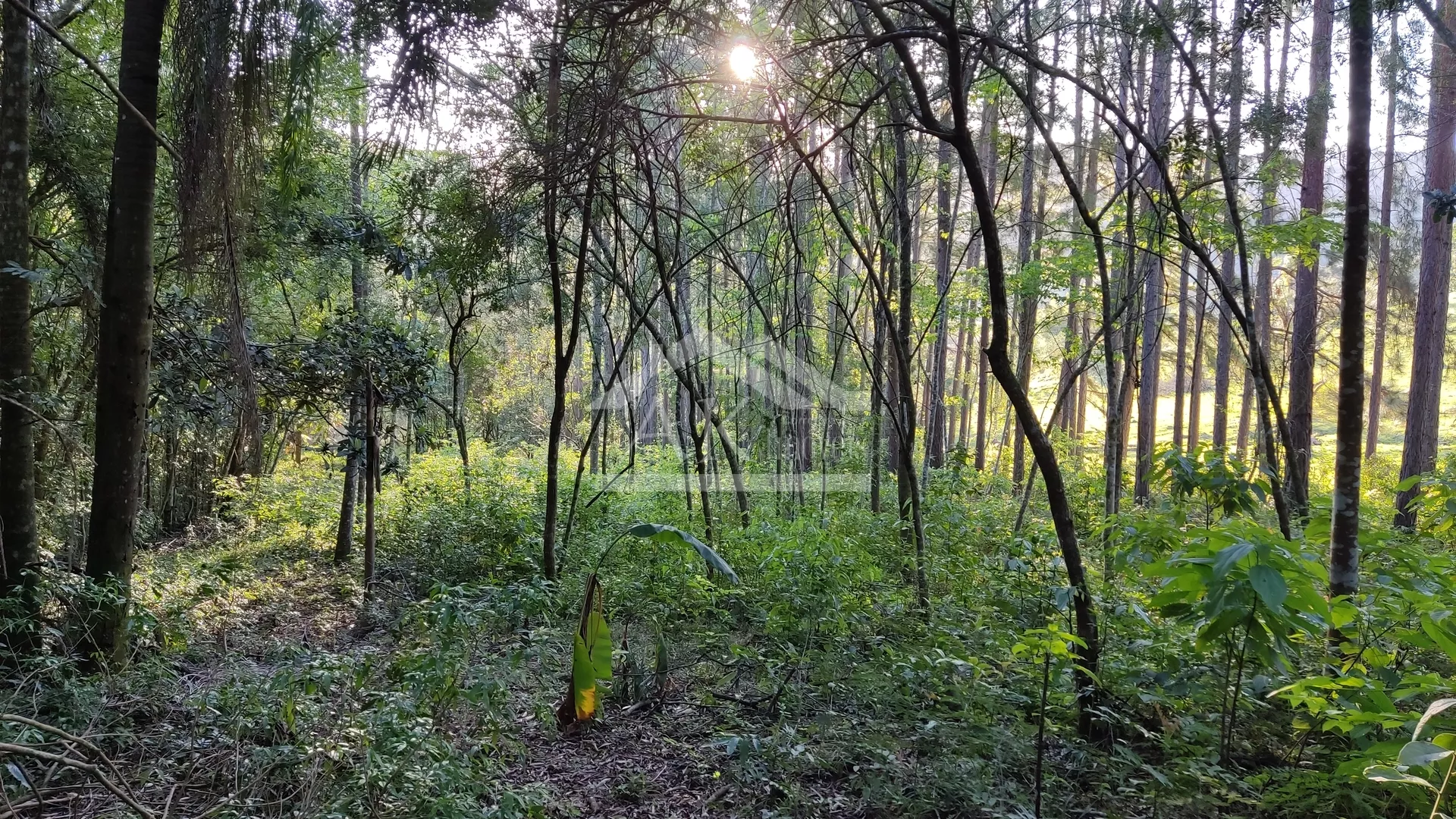 Excelente área comercial às margens da BR 116 em Picada Café na Serra Gaúcha