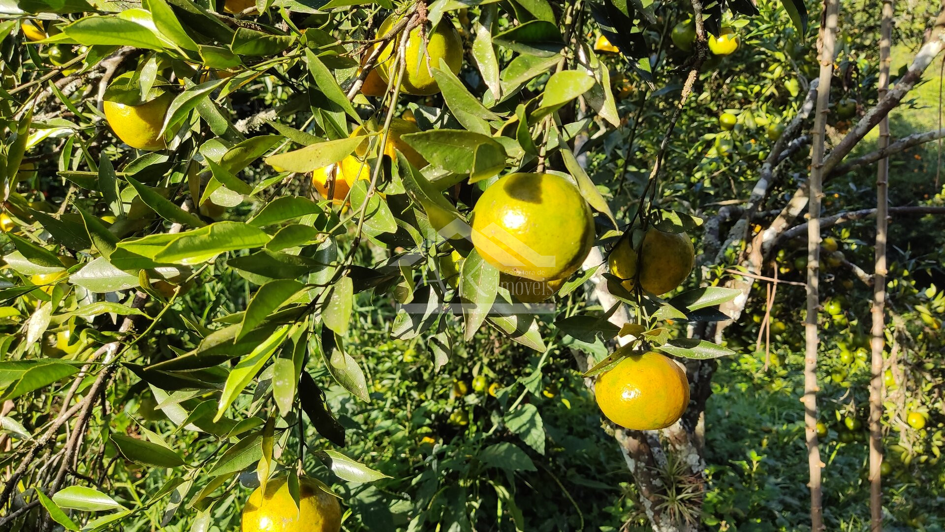 Amplo terreno a venda em Picada Café, na Serra Gaúcha