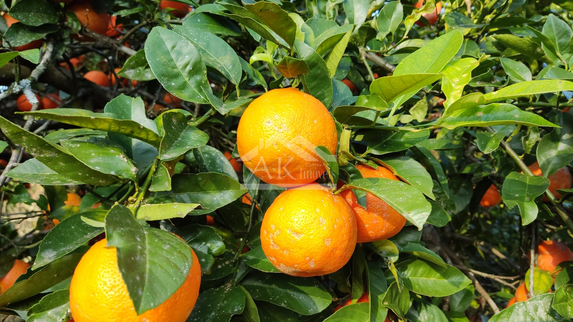 Amplo terreno a venda em Picada Café, na Serra Gaúcha