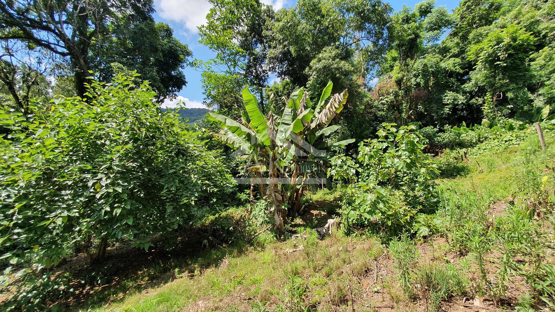 Casa com amplo terreno e 3 quartos à venda em Picada Café na Serra Gaúcha