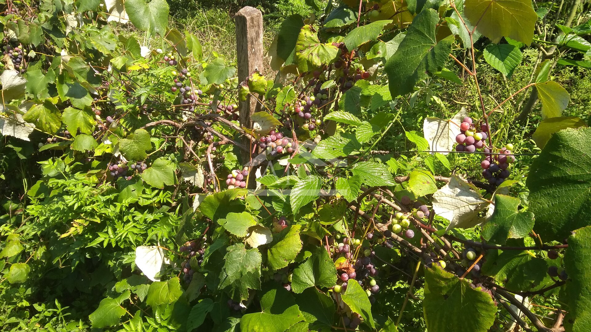 Área de terras com vista panorâmica à venda na zona rural de Morro Reuter