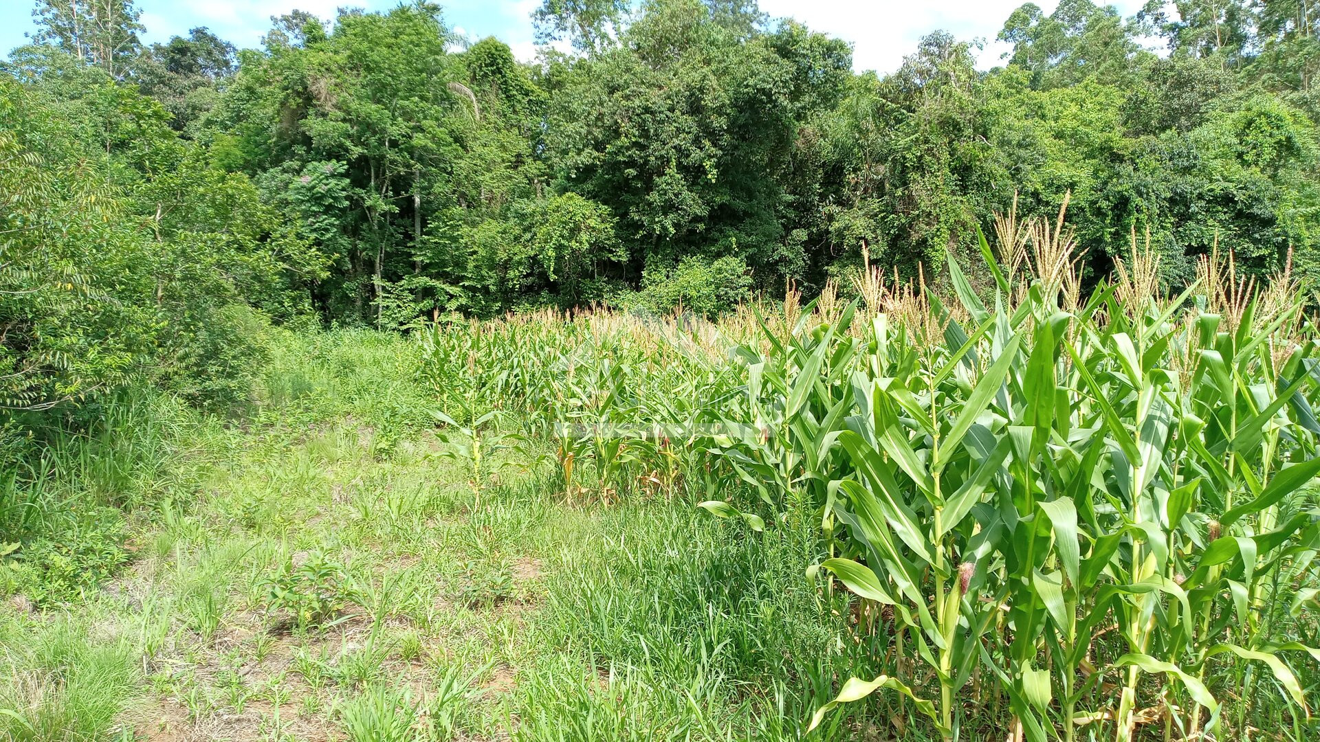 Área de terras com 3 hectares à venda em Picada Café na Serra Gaúcha