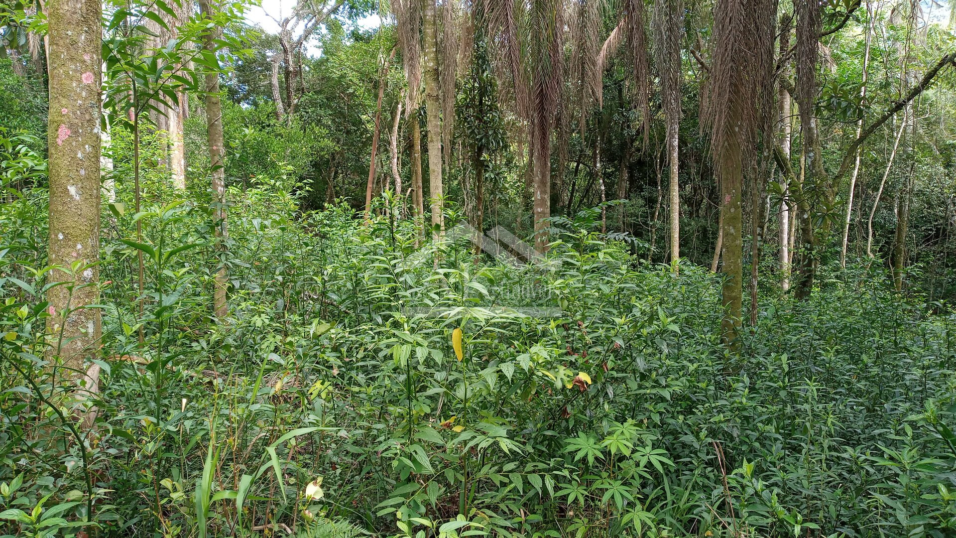 Área de terras com 3 hectares à venda em Picada Café na Serra Gaúcha