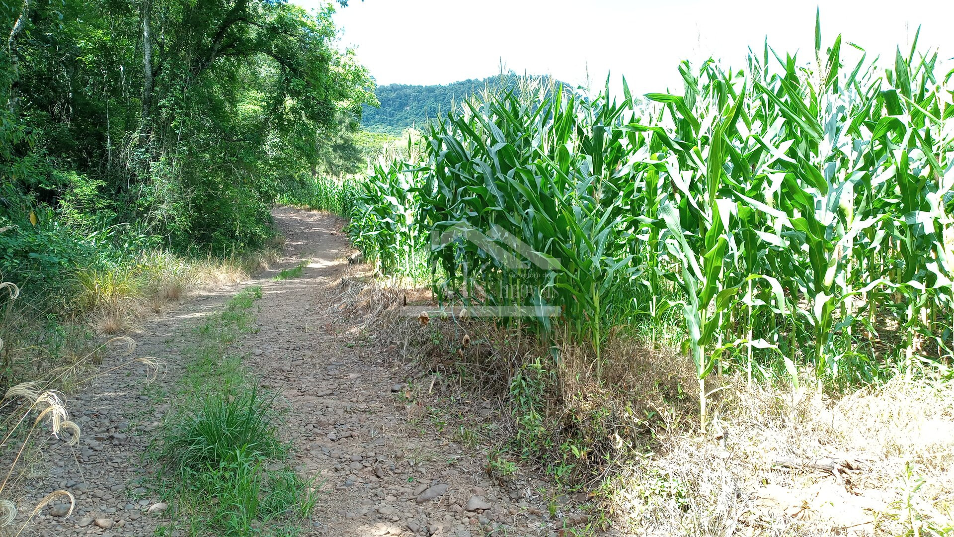 Área de terras com 3 hectares à venda em Picada Café na Serra Gaúcha