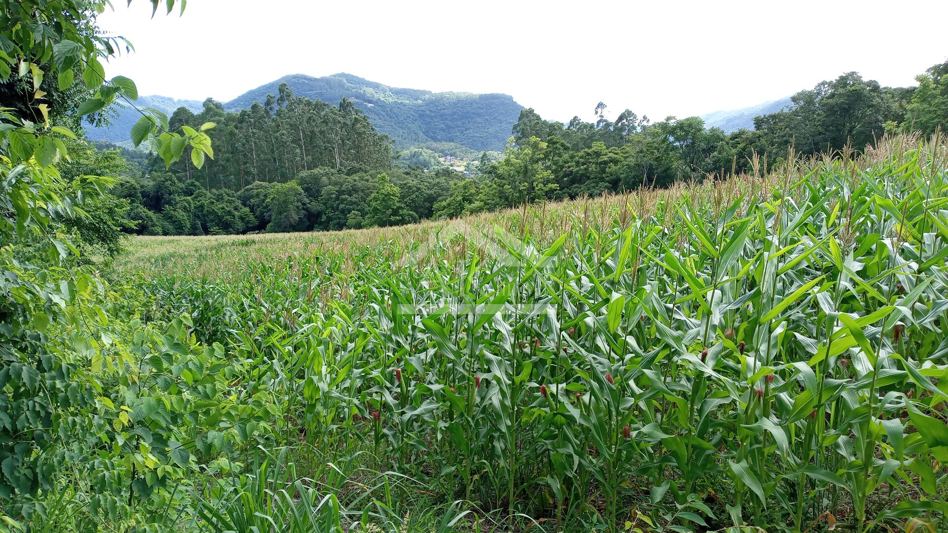 Área de terras com 3 hectares à venda em Picada Café na Serra Gaúcha