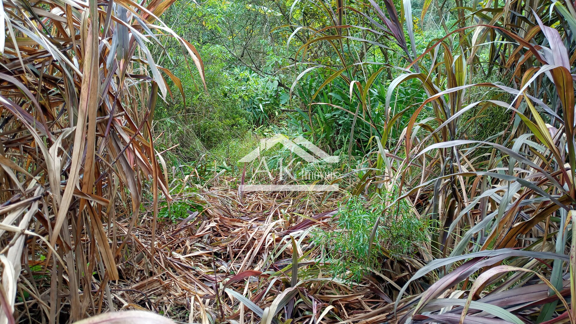 Área de terra com vista e riacho à venda em Linha Nova na Serra Gaúcha