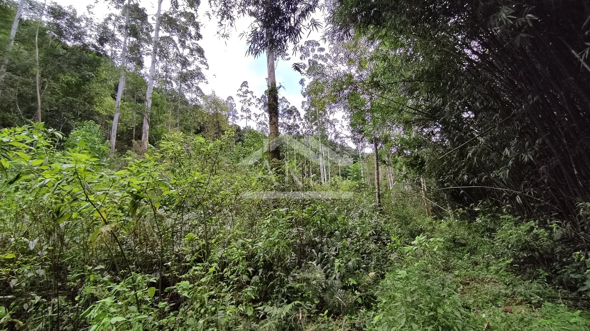 Área de terra margeada por arroio à venda em Picada Café na Serra Gaúcha