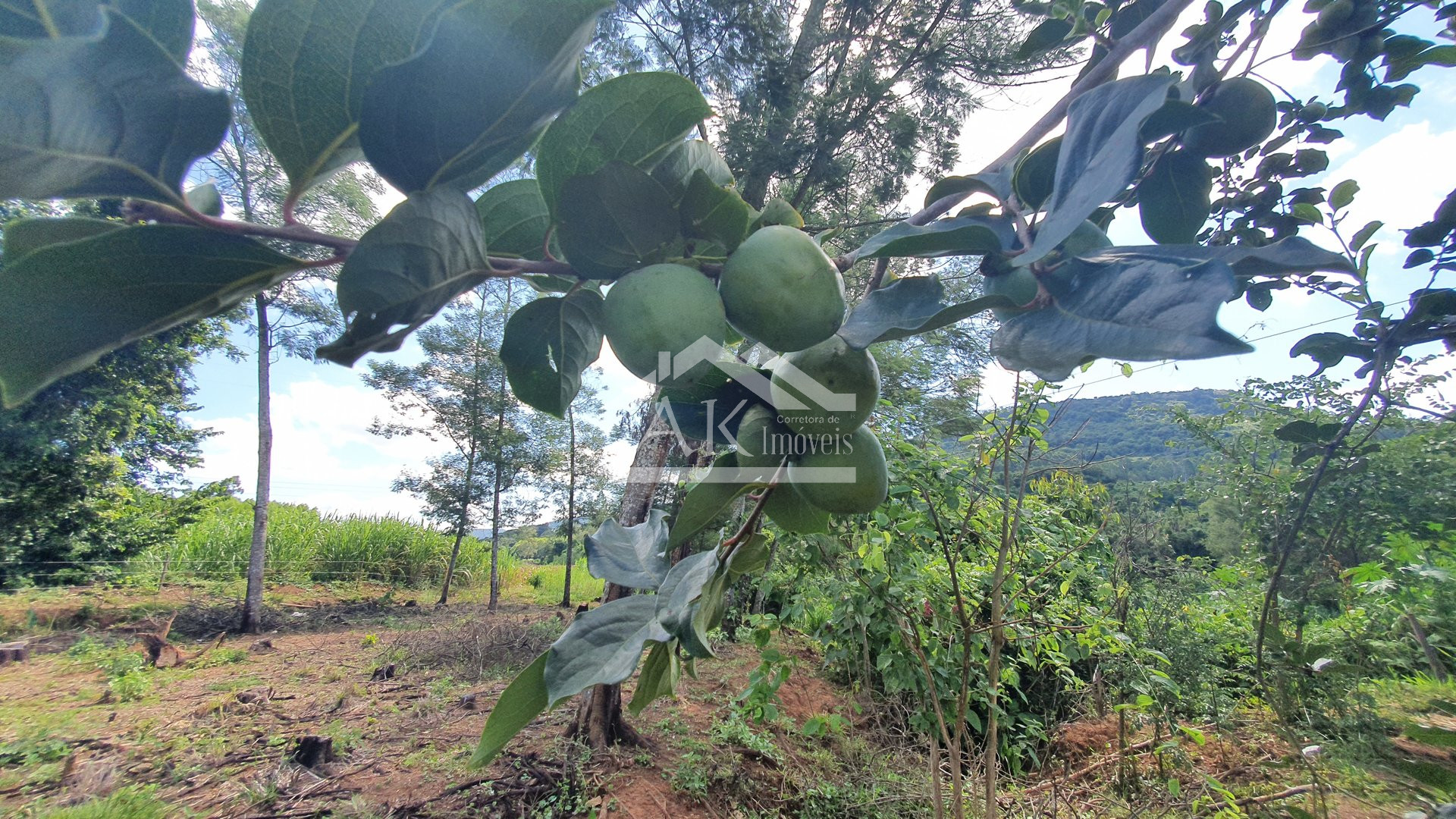 Área de terras com açude e fundos para o Rio Cadeia à venda em Picada Café na Serra Gaúcha