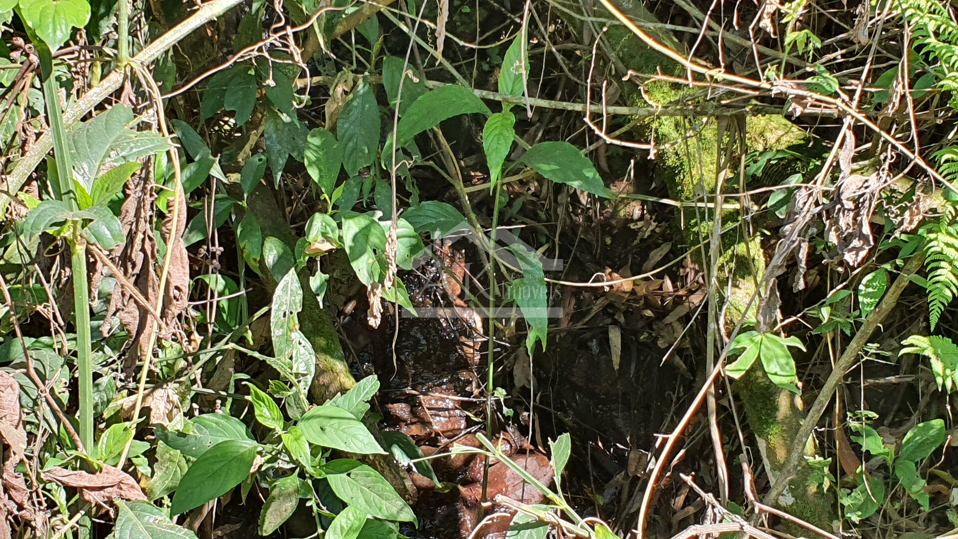 Área de terras com córregos à venda em Linha Nova na Serra Gaúcha