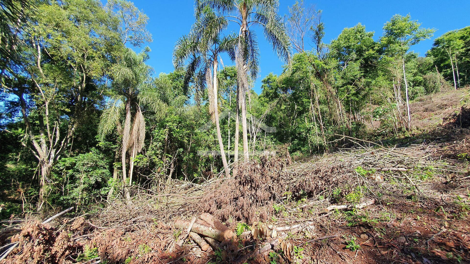 Área de terras com córregos à venda em Linha Nova na Serra Gaúcha