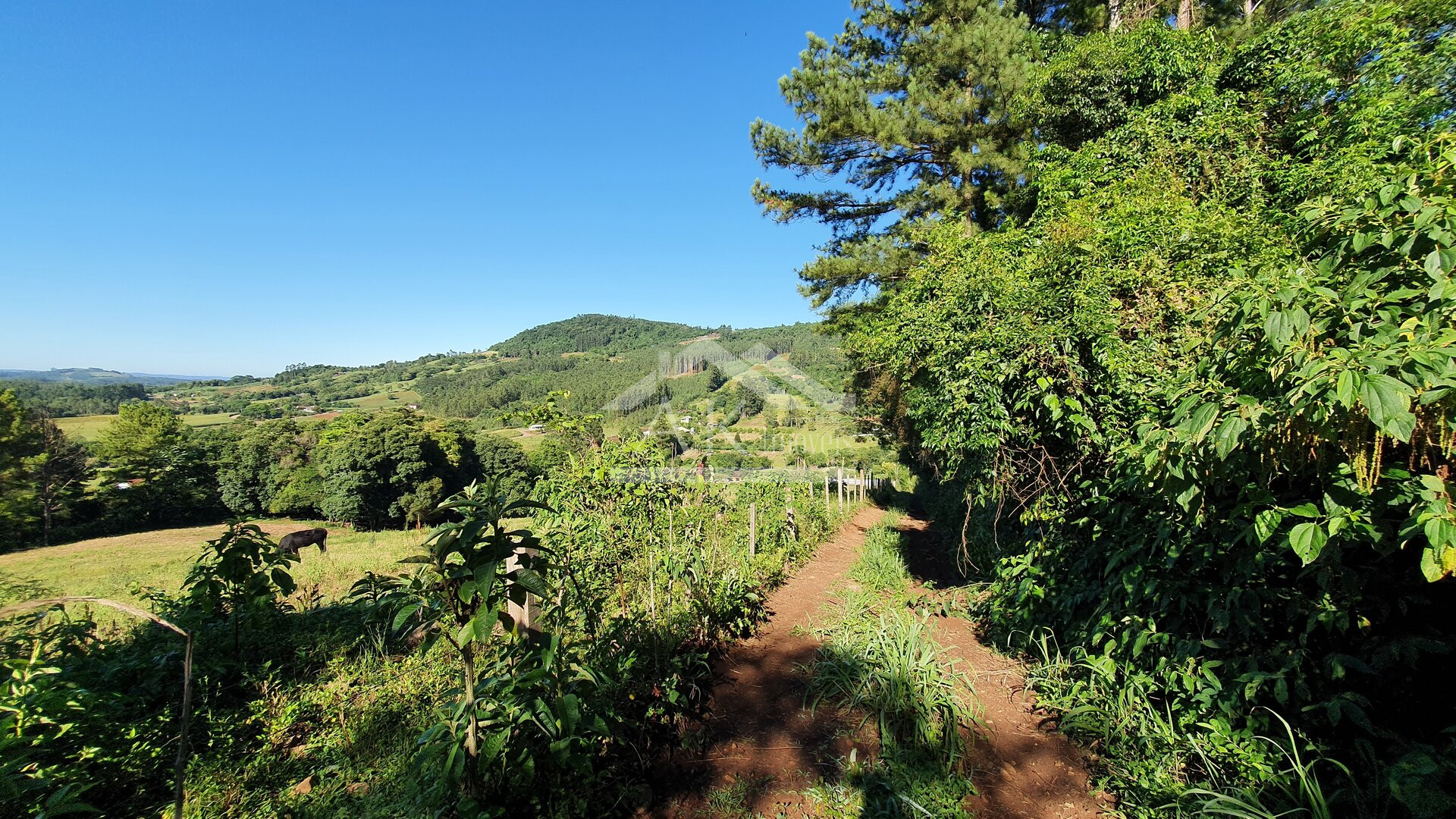 Área de terras com córregos à venda em Linha Nova na Serra Gaúcha