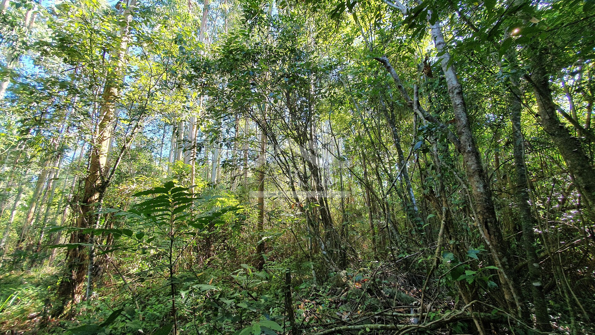 Área de terras com córregos à venda em Linha Nova na Serra Gaúcha