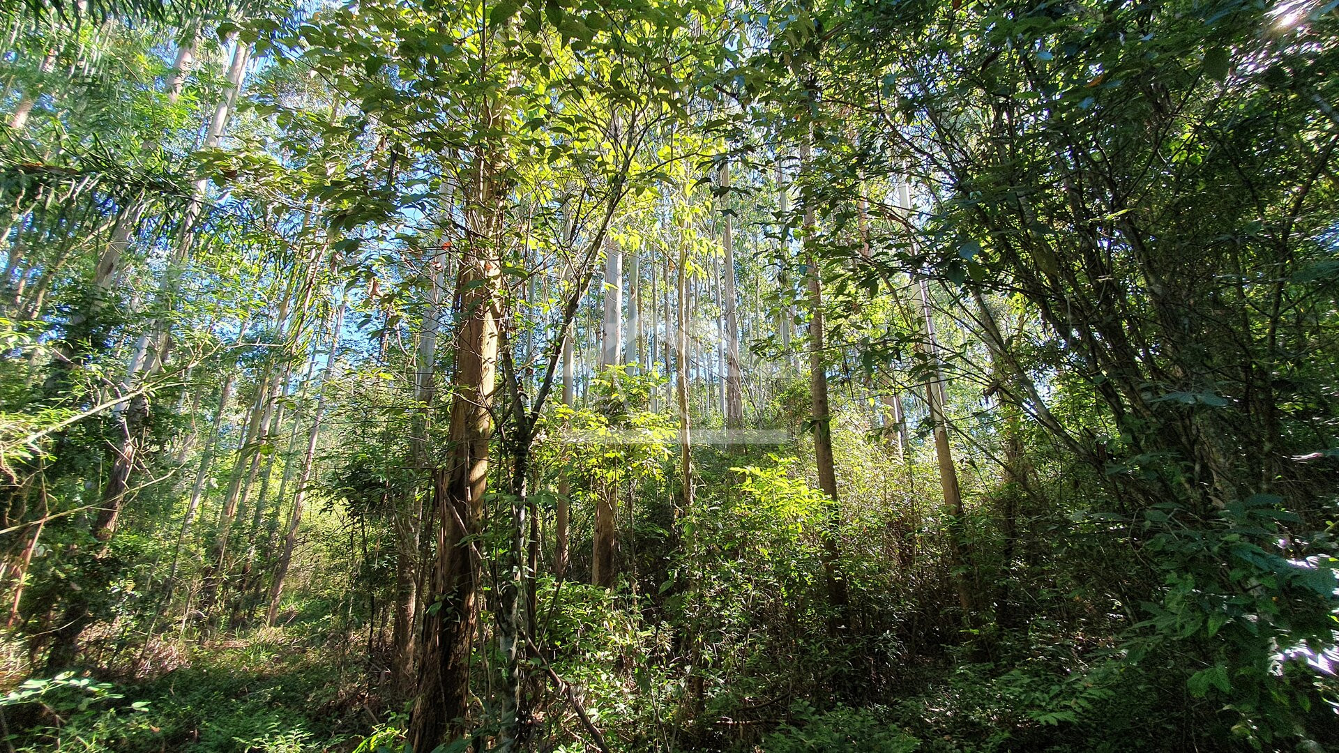 Área de terras com córregos à venda em Linha Nova na Serra Gaúcha