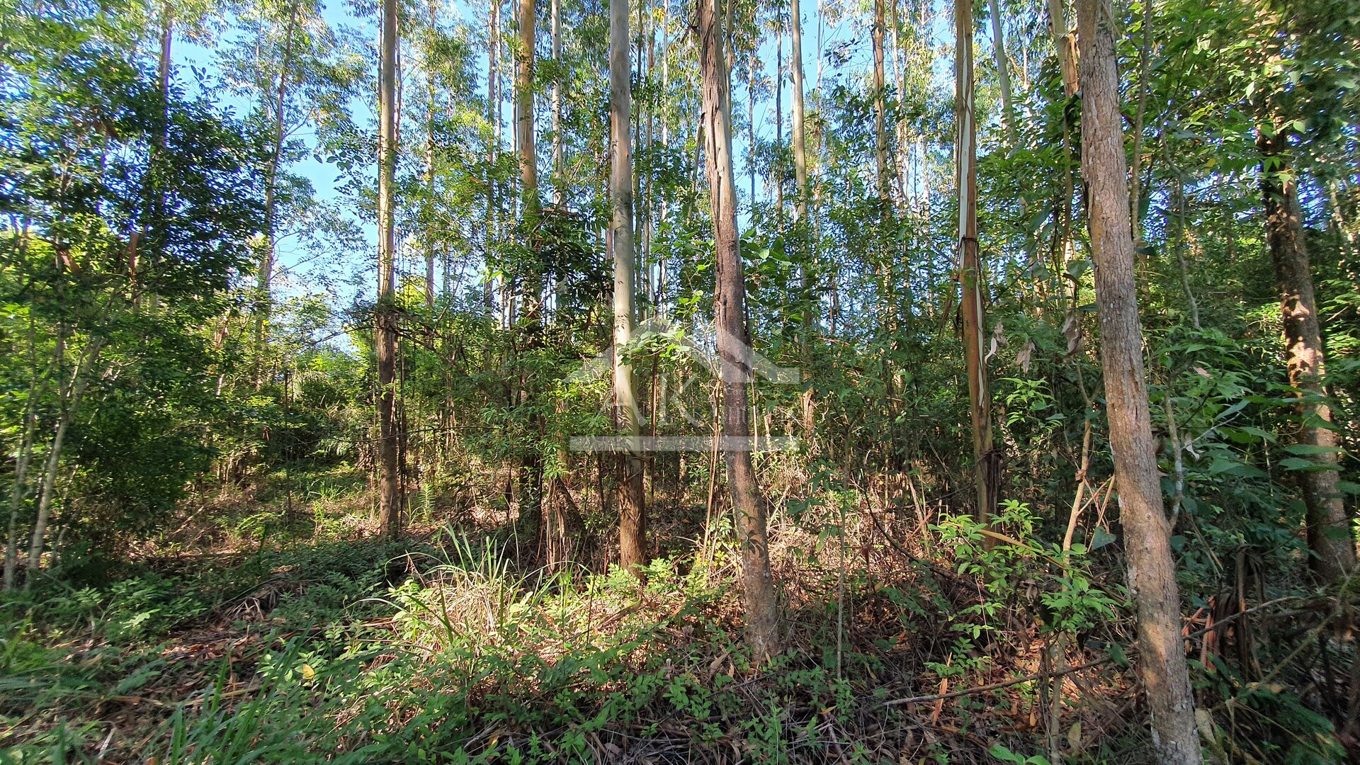 Área de terras com córregos à venda em Linha Nova na Serra Gaúcha