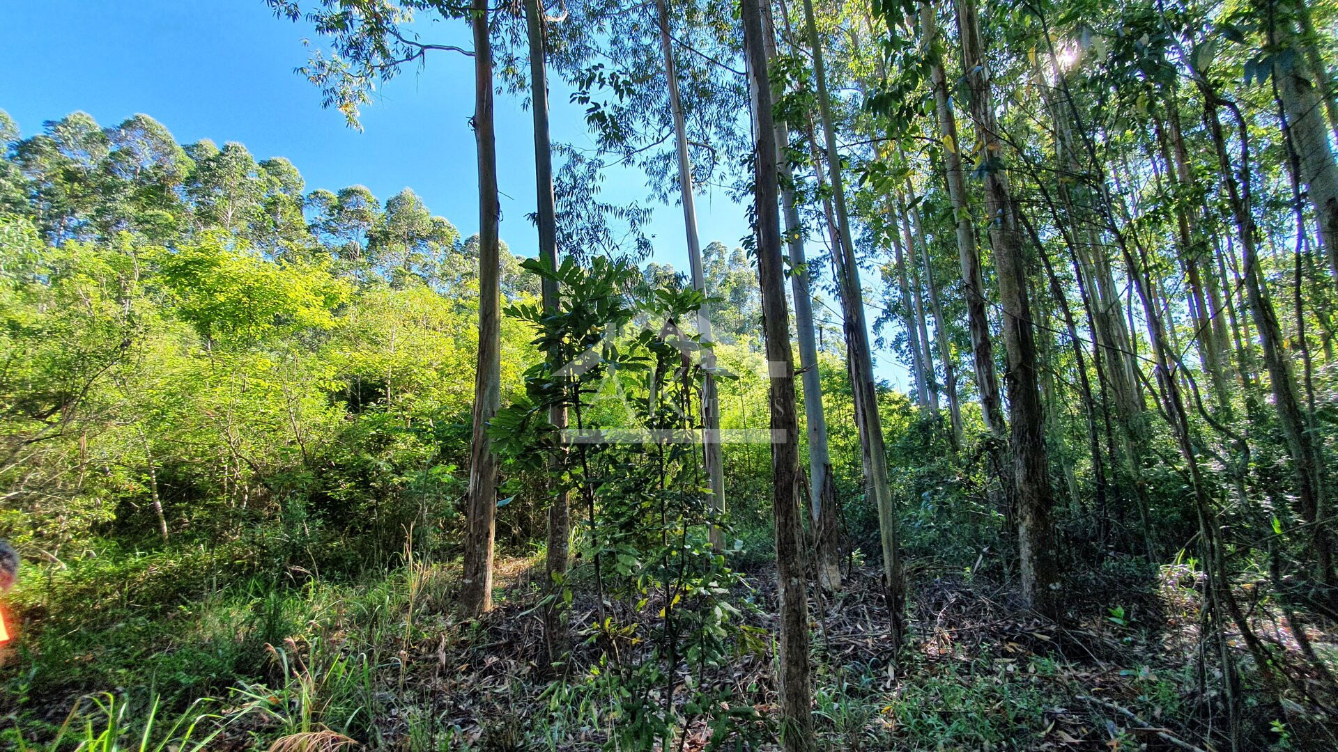 Área de terras com córregos à venda em Linha Nova na Serra Gaúcha