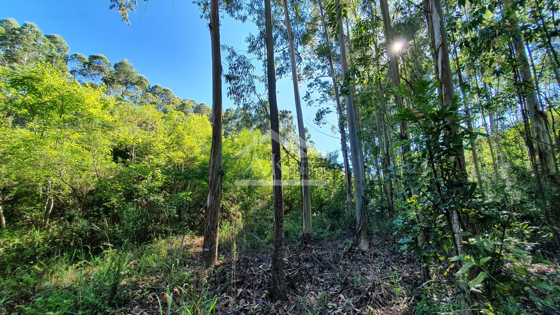 Área de terras com córregos à venda em Linha Nova na Serra Gaúcha