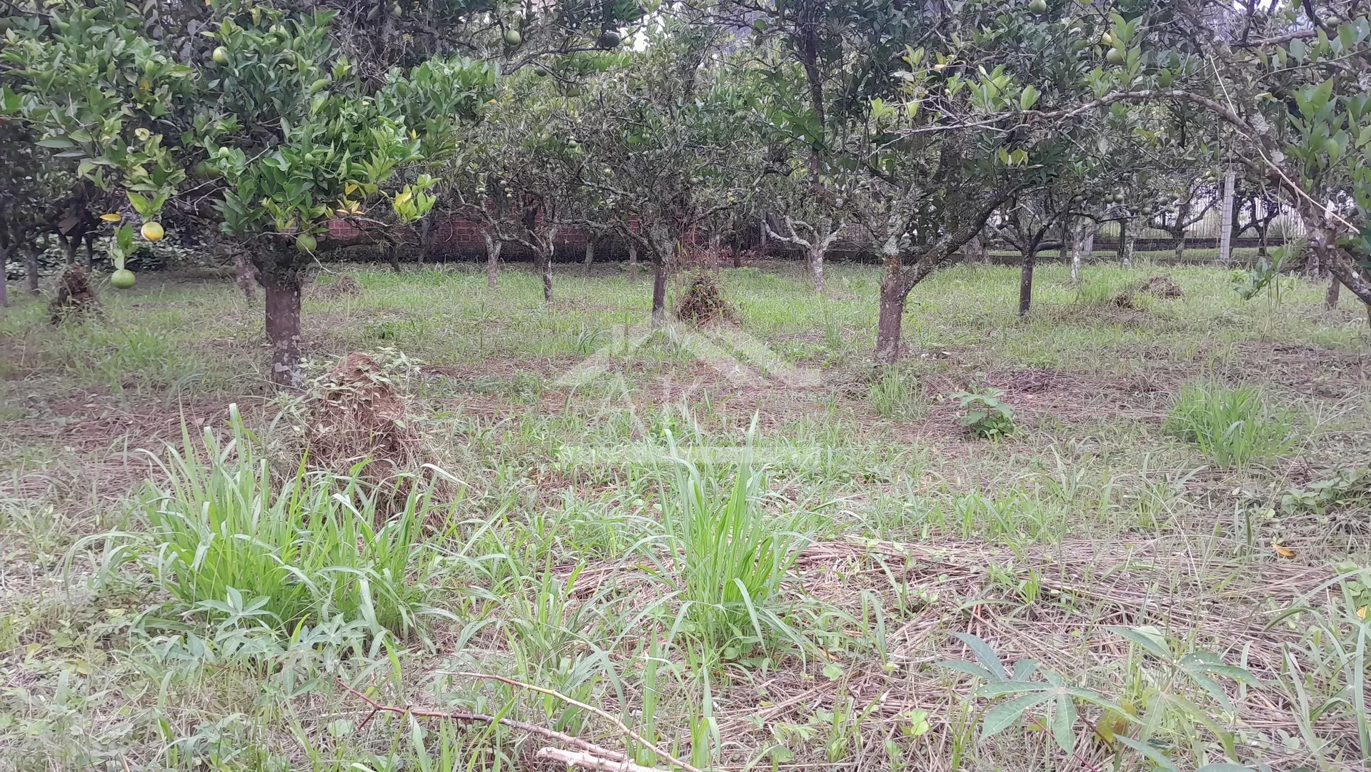 Terreno plano, à venda em Picada Café, na Serra Gaúcha
