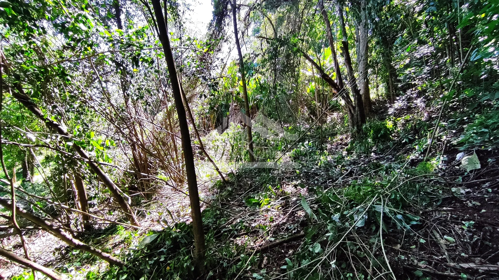 Amplo terreno arborizado à venda em Picada Café na Serra Gaúcha